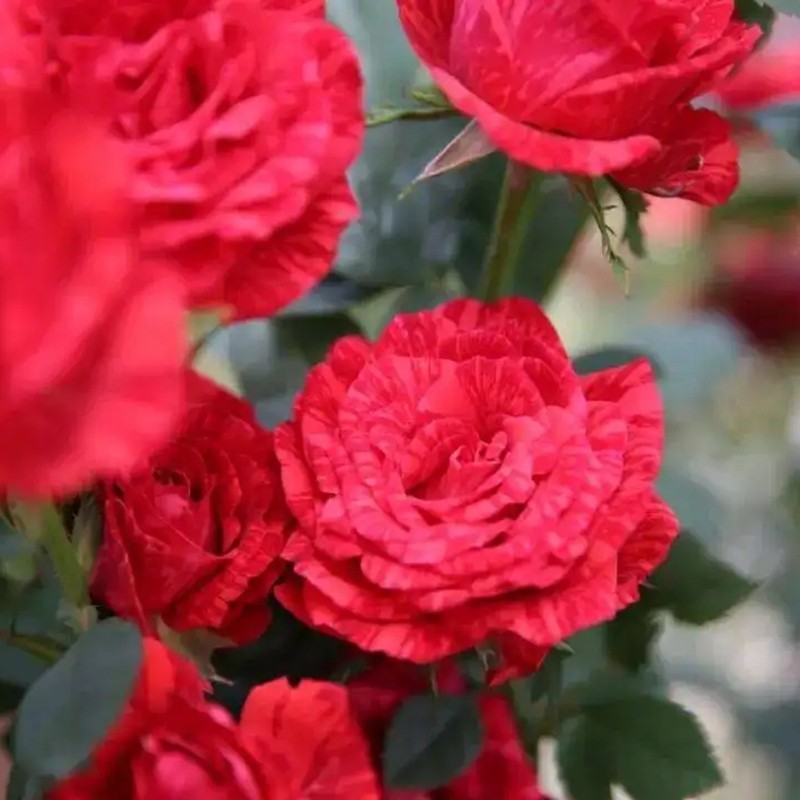 紅色優雅月季