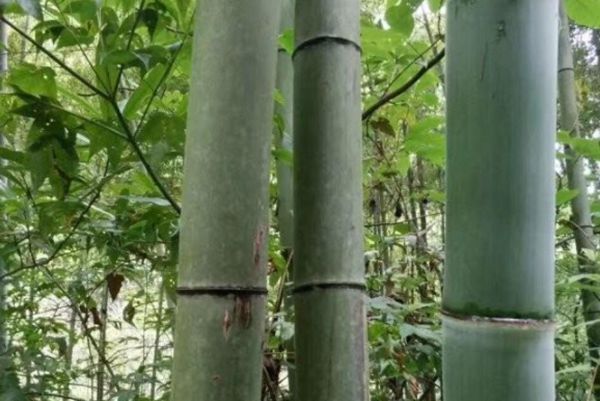 毛竹 毛竹