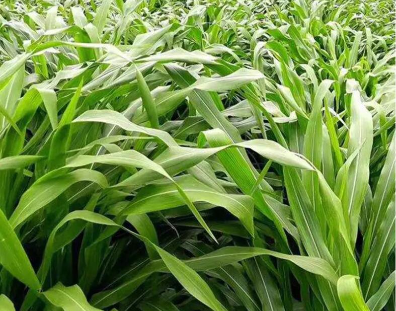 1663641283374708.jpg 1663641283374708.jpg