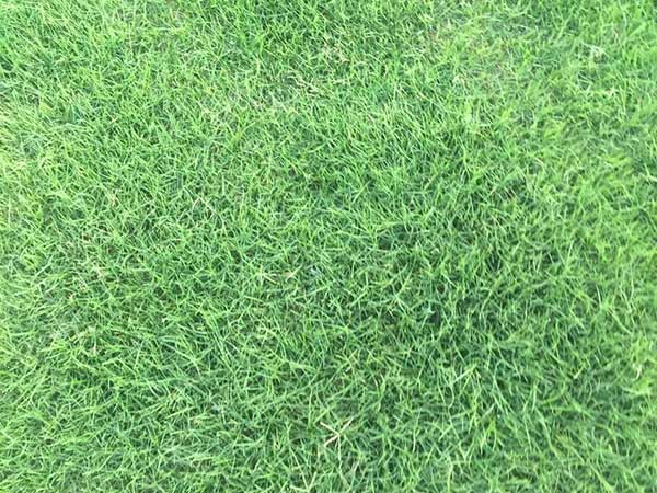 百慕大種子發芽出苗圖片 百慕大種子發芽出苗圖片