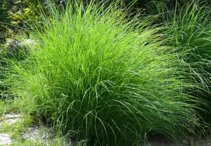 細葉芒草