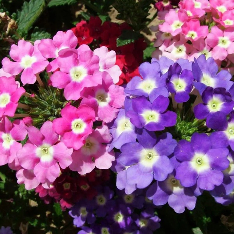 1667129467442618.jpg 美女櫻05.jpg