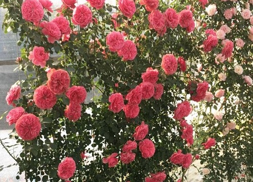 1677723115353128.jpg 1677723115353128.jpg