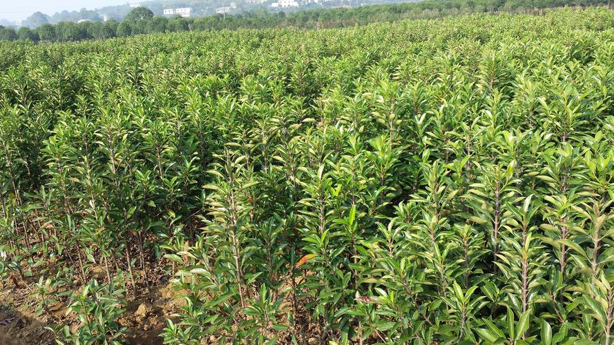 1677723695387814.jpeg 1677723695387814.jpeg