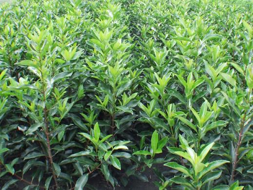 1677723712196265.jpeg 1677723712196265.jpeg