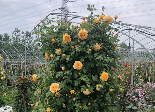 1678432879645847.jpg 1678432879645847.jpg