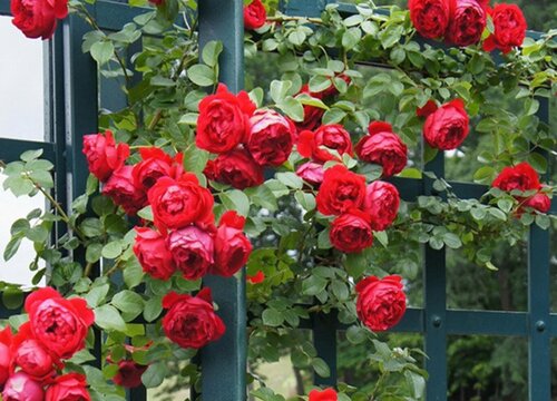 1678432894620537.jpg 1678432894620537.jpg