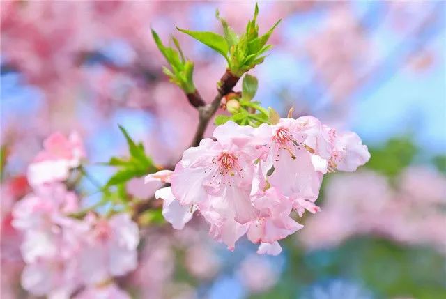 雛菊櫻.jpg 雛菊櫻.jpg