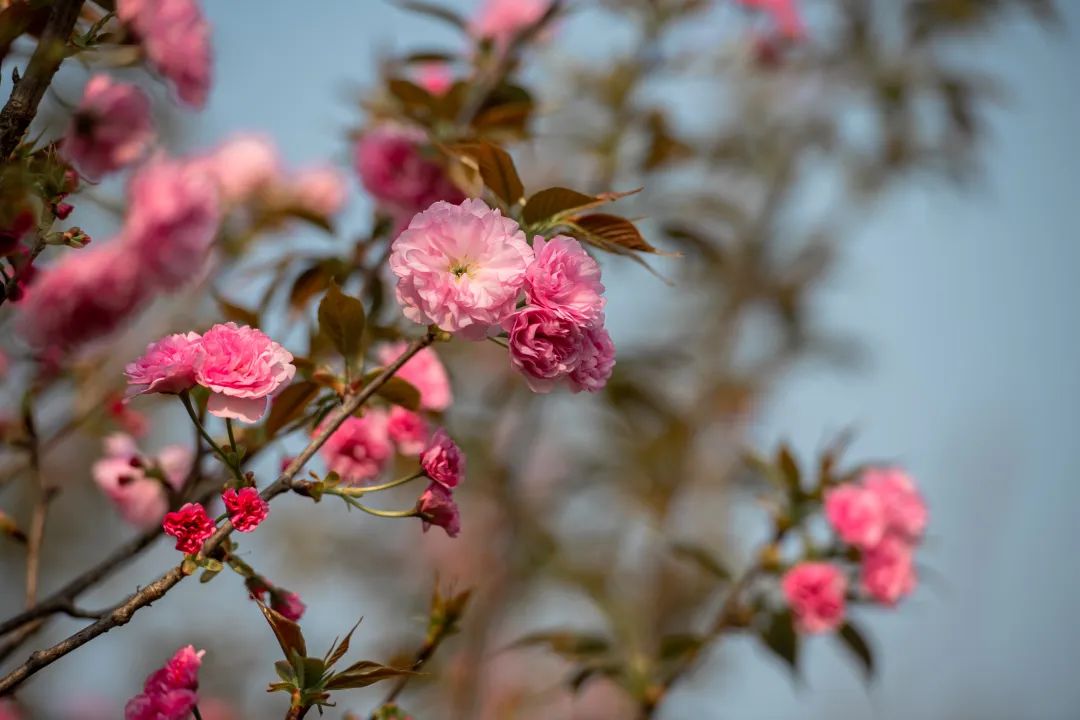 1678444877397188.jpg 1678444877397188.jpg